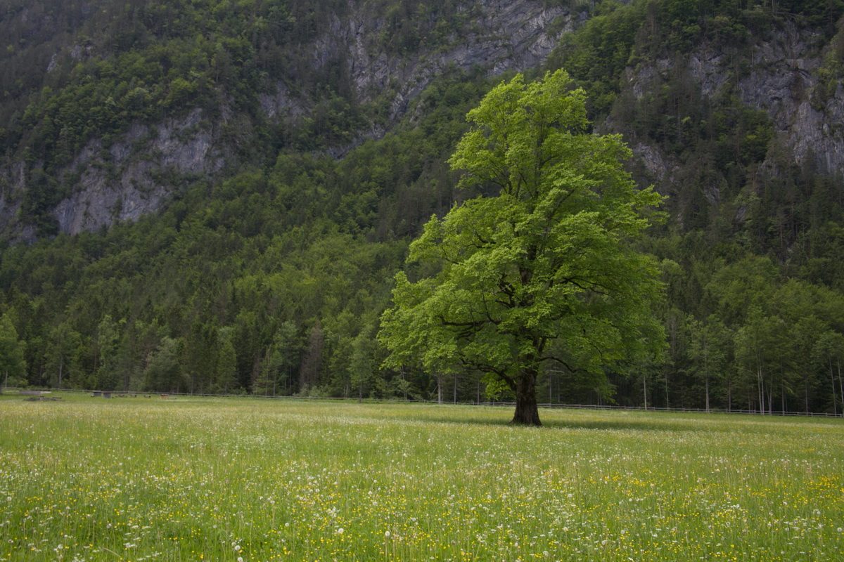 Meadow path through the Logar Valley